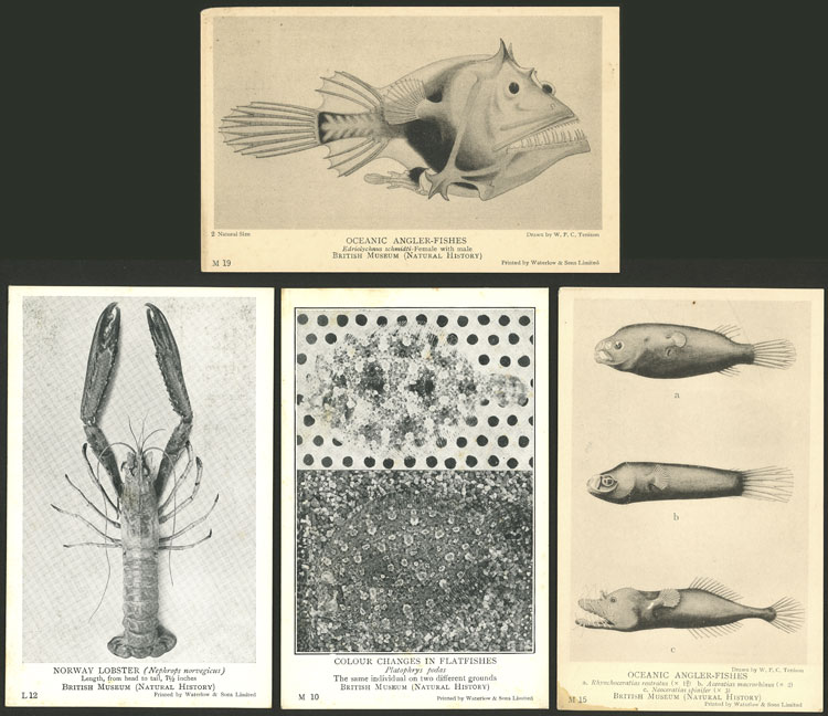 Lot 949 - Great Britain postcards - Guillermo Jalil - Philatino Auction # 2419 WORLDWIDE + ARGENTINA: Special May auction Lot 949 - Great Britain postcards - Guillermo Jalil - Philatino Auction # 2419 WORLDWIDE + ARGENTINA: Special May auction