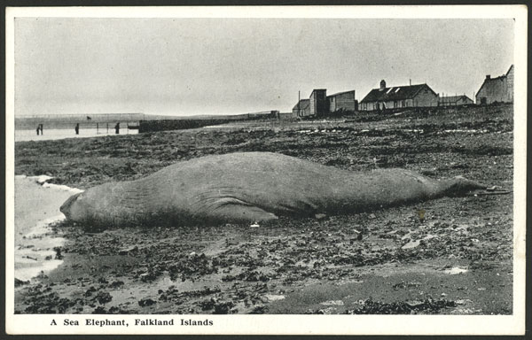 Lot 1172 - falkland islands/malvinas postcards -  Guillermo Jalil - Philatino Auction # 2419 WORLDWIDE + ARGENTINA: Special May auction